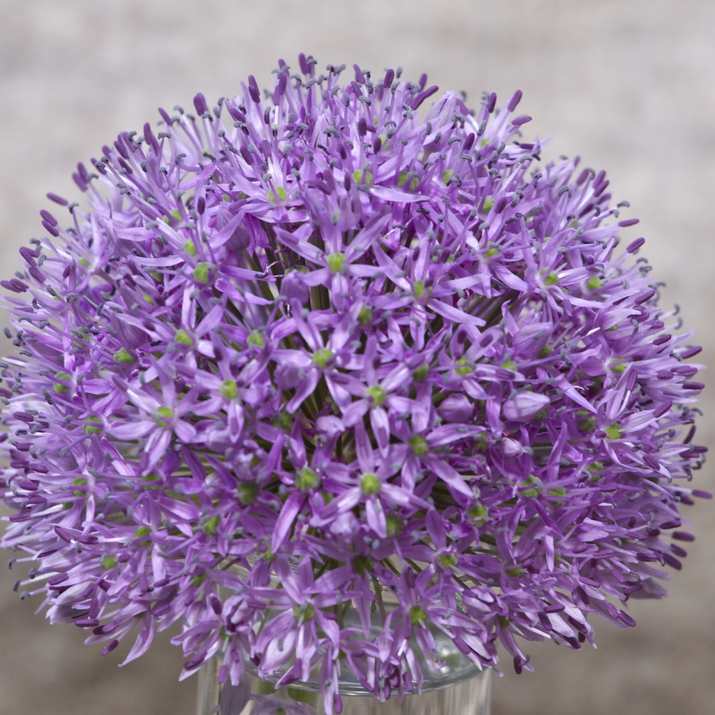 Allium